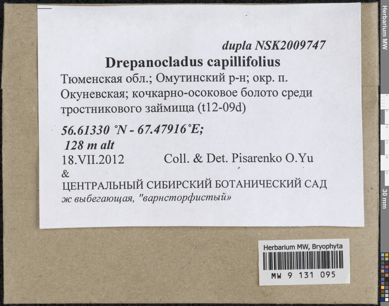 Drepanocladus capillifolius (Warnst.) Warnst., Bryophytes, Bryophytes - Western Siberia (including Altai) (B15) (Russia)