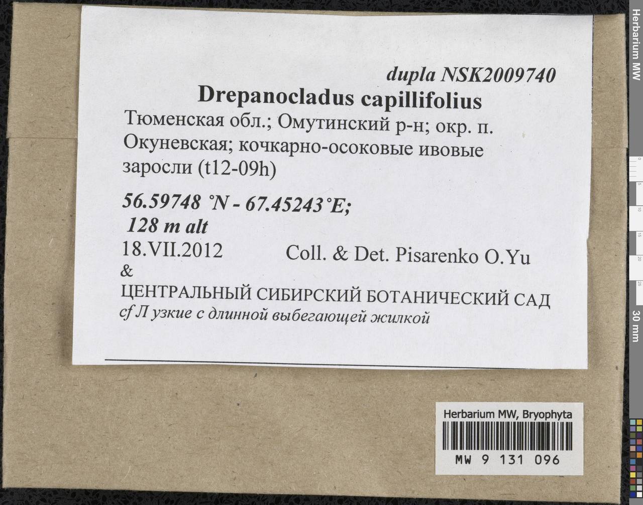 Drepanocladus capillifolius (Warnst.) Warnst., Bryophytes, Bryophytes - Western Siberia (including Altai) (B15) (Russia)