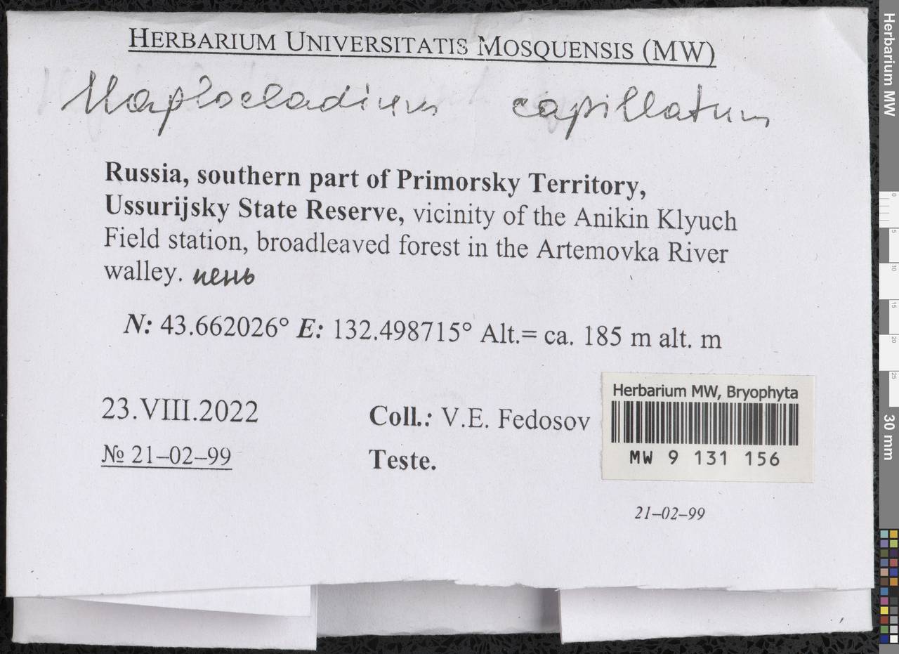 Haplocladium microphyllum (Sw. ex Hedw.) Müll. Hal., Bryophytes, Bryophytes - Russian Far East (excl. Chukotka & Kamchatka) (B20) (Russia)