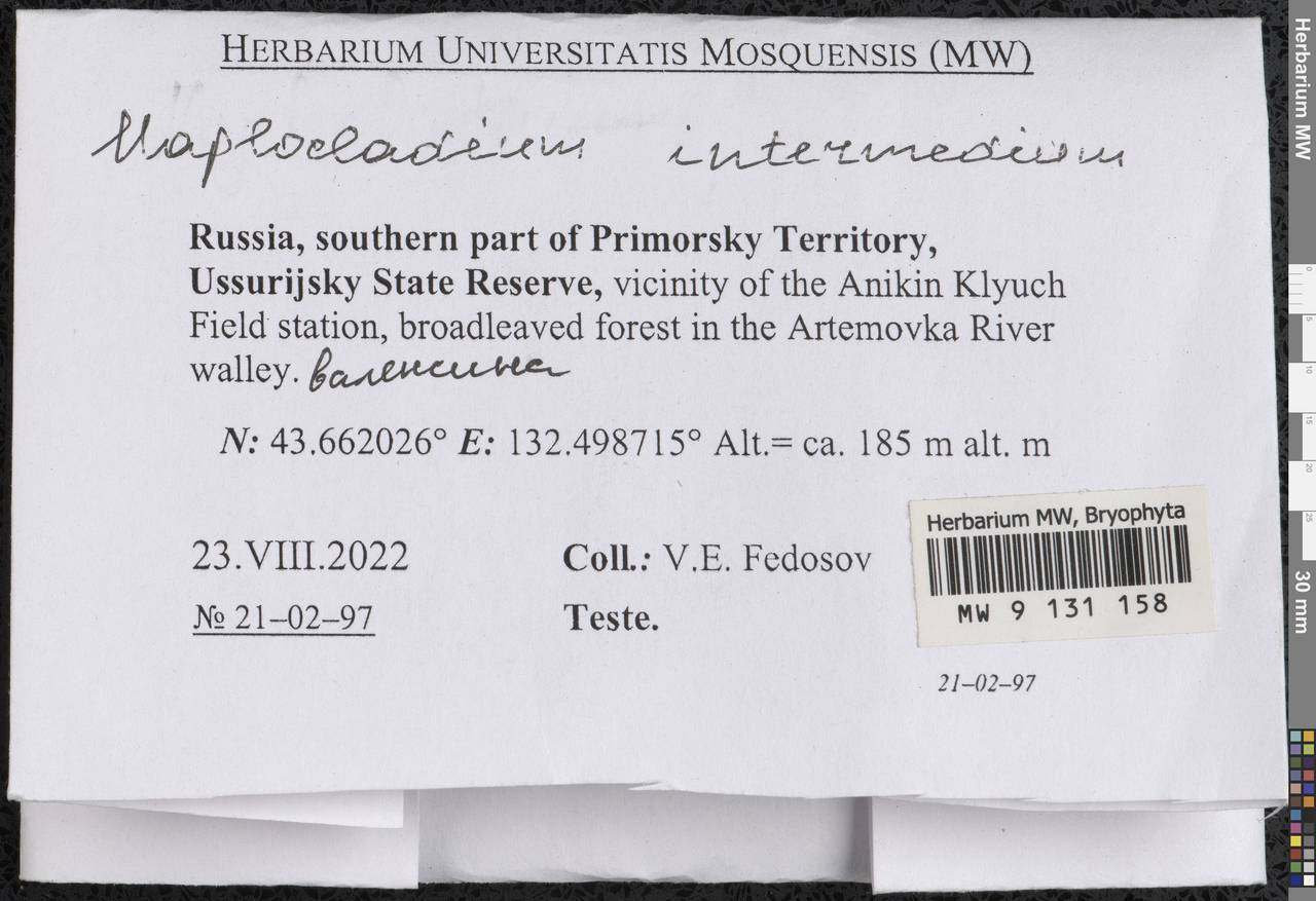 Haplocladium microphyllum (Sw. ex Hedw.) Müll. Hal., Bryophytes, Bryophytes - Russian Far East (excl. Chukotka & Kamchatka) (B20) (Russia)