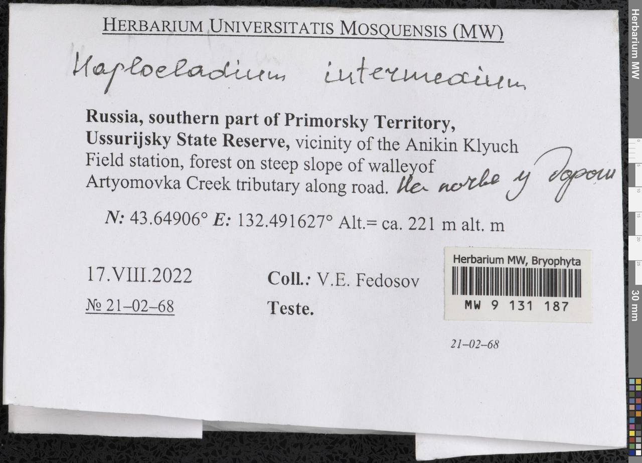 Haplocladium microphyllum (Sw. ex Hedw.) Müll. Hal., Bryophytes, Bryophytes - Russian Far East (excl. Chukotka & Kamchatka) (B20) (Russia)