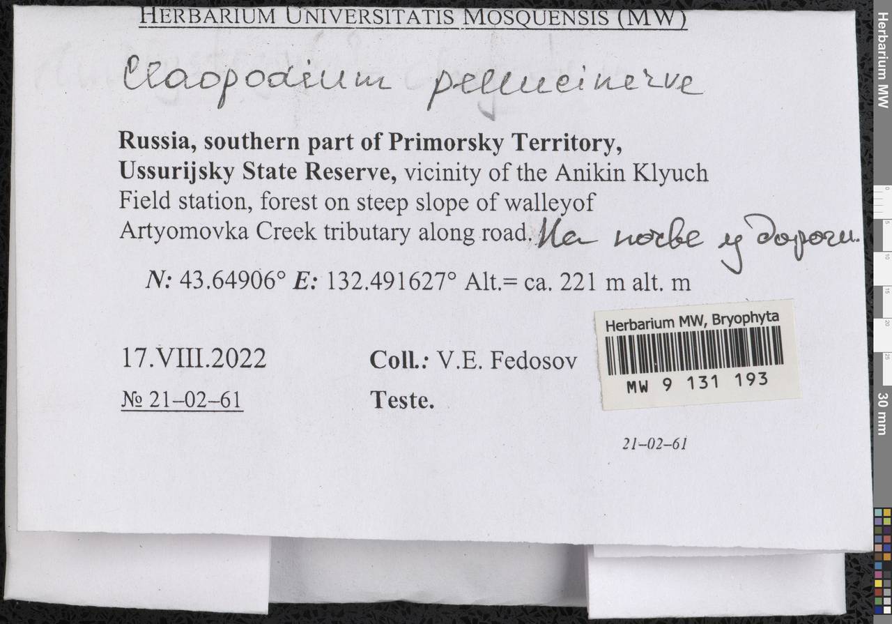 Claopodium pellucinerve (Mitt.) Best, Bryophytes, Bryophytes - Russian Far East (excl. Chukotka & Kamchatka) (B20) (Russia)