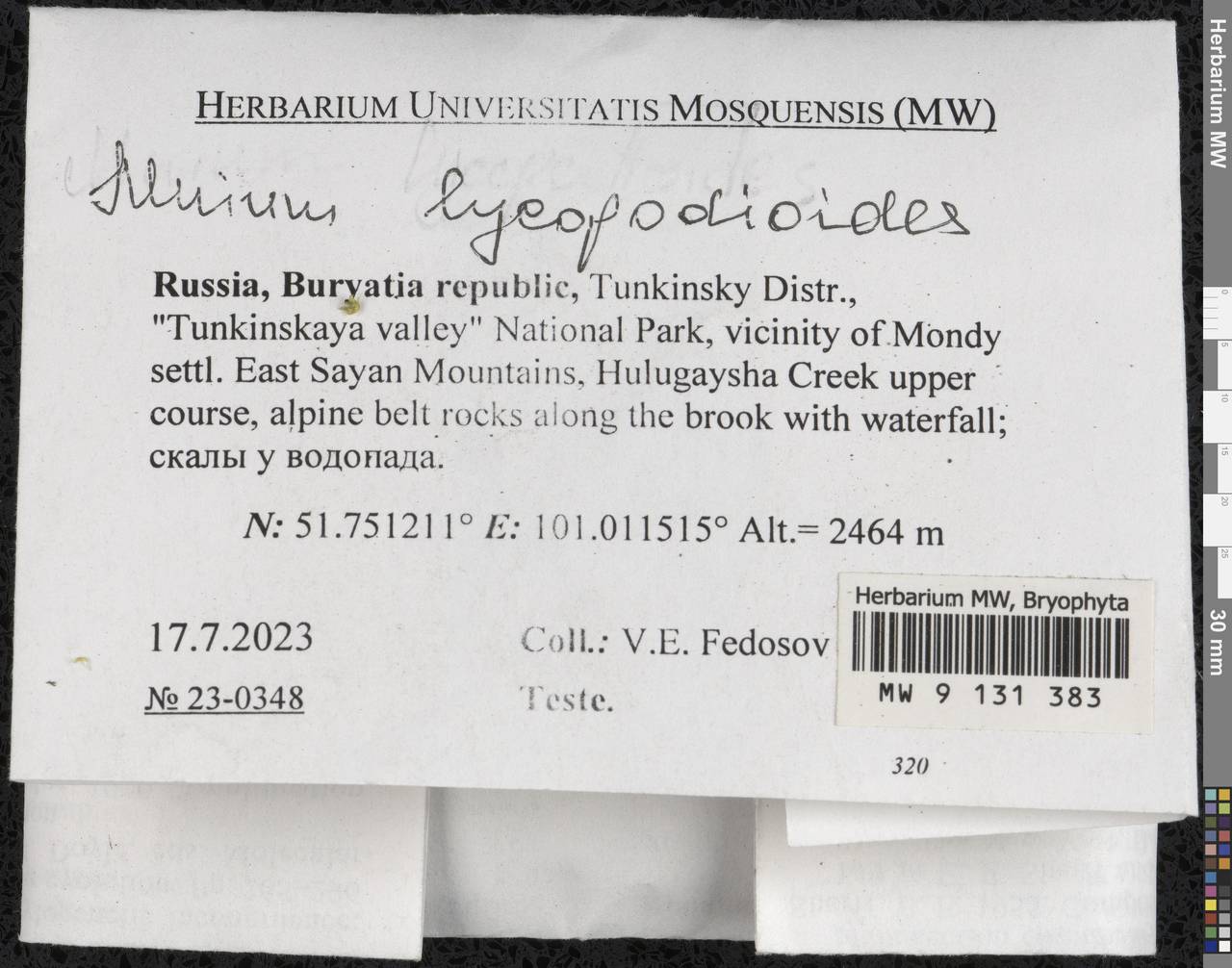 Mnium lycopodioides Schwägr., Bryophytes, Bryophytes - Baikal & Transbaikal regions (B18) (Russia)