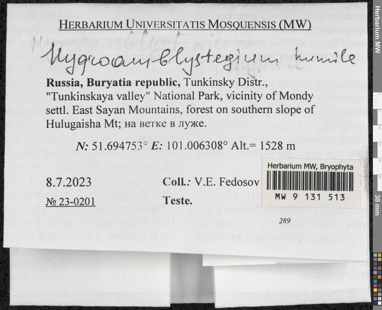 Hygroamblystegium humile (P. Beauv.) Vanderp., Hedenäs & Goffinet, Bryophytes, Bryophytes - Baikal & Transbaikal regions (B18) (Russia)