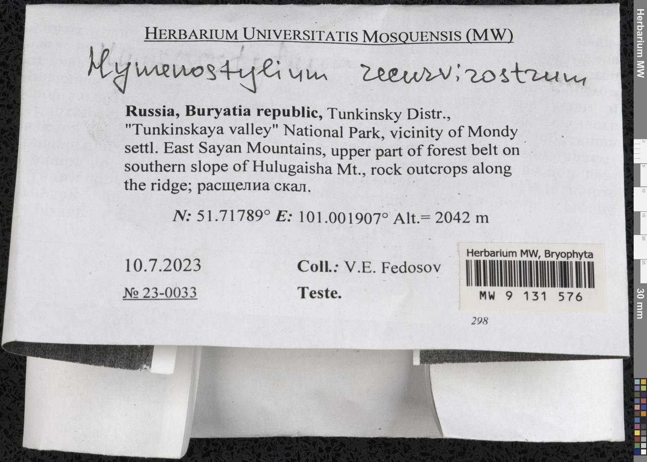 Hymenostylium recurvirostrum (Hedw.) Dixon, Bryophytes, Bryophytes - Baikal & Transbaikal regions (B18) (Russia)
