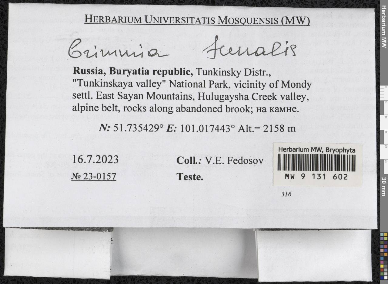 Grimmia funalis (Schwägr.) Bruch ex De Not., Bryophytes, Bryophytes - Baikal & Transbaikal regions (B18) (Russia)