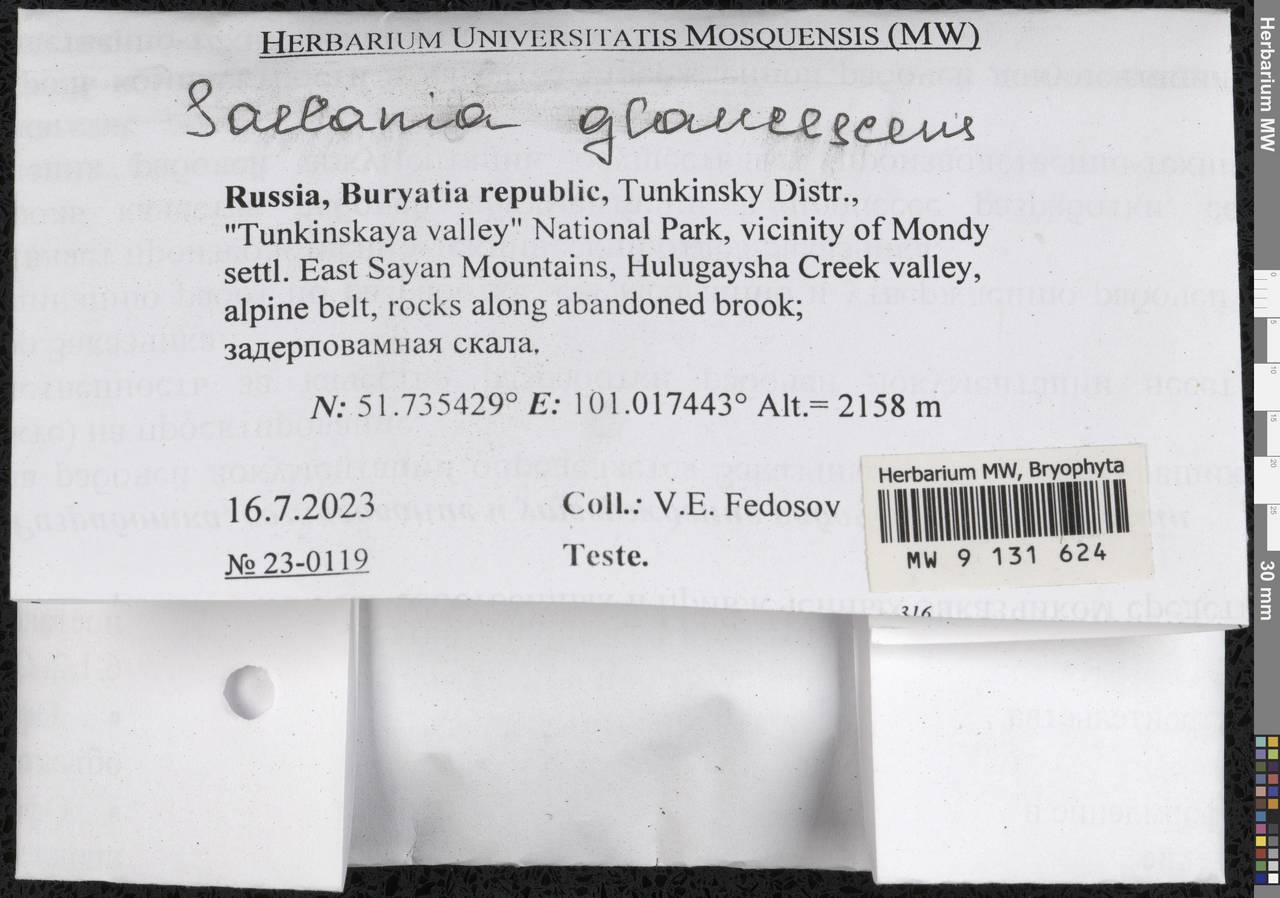 Saelania glaucescens (Hedw.) Broth., Bryophytes, Bryophytes - Baikal & Transbaikal regions (B18) (Russia)