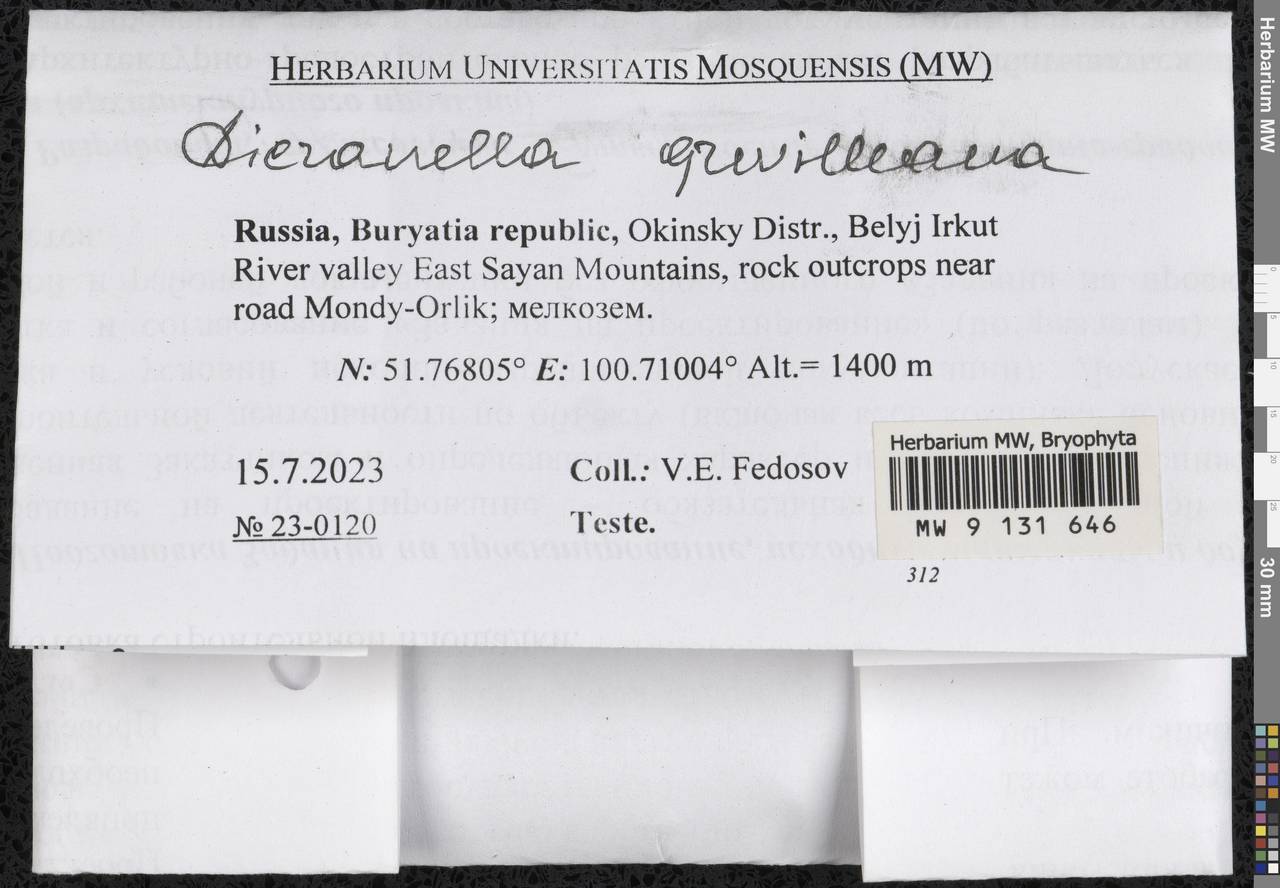 Aongstroemia grevilleana (Brid.) Müll. Hal., Bryophytes, Bryophytes - Baikal & Transbaikal regions (B18) (Russia)