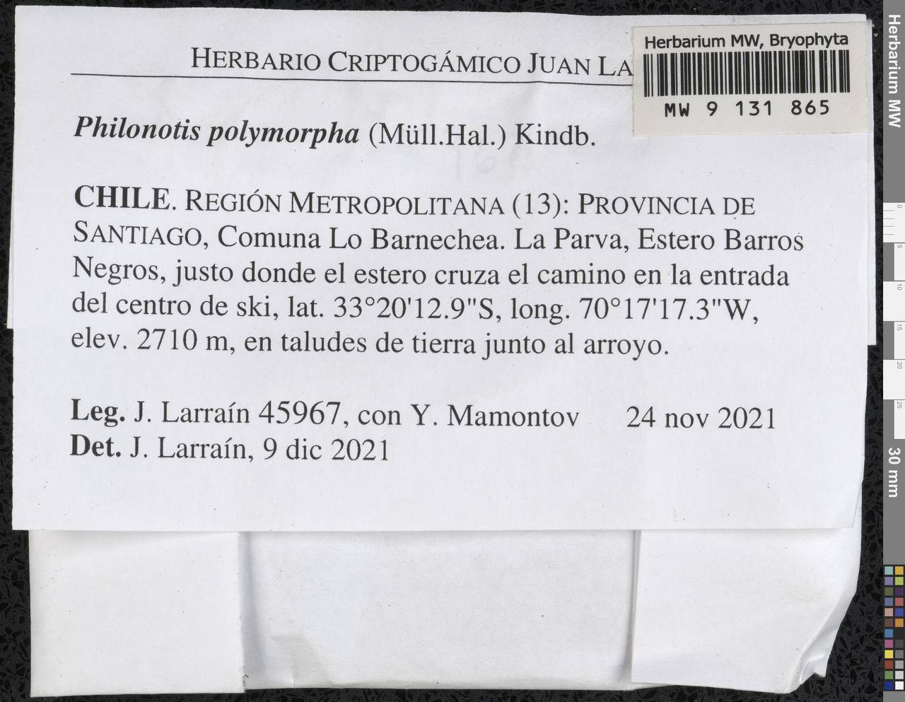 Philonotis polymorpha (Müll. Hal.) Kindb., Bryophytes, Bryophytes - America (BAm) (Chile)