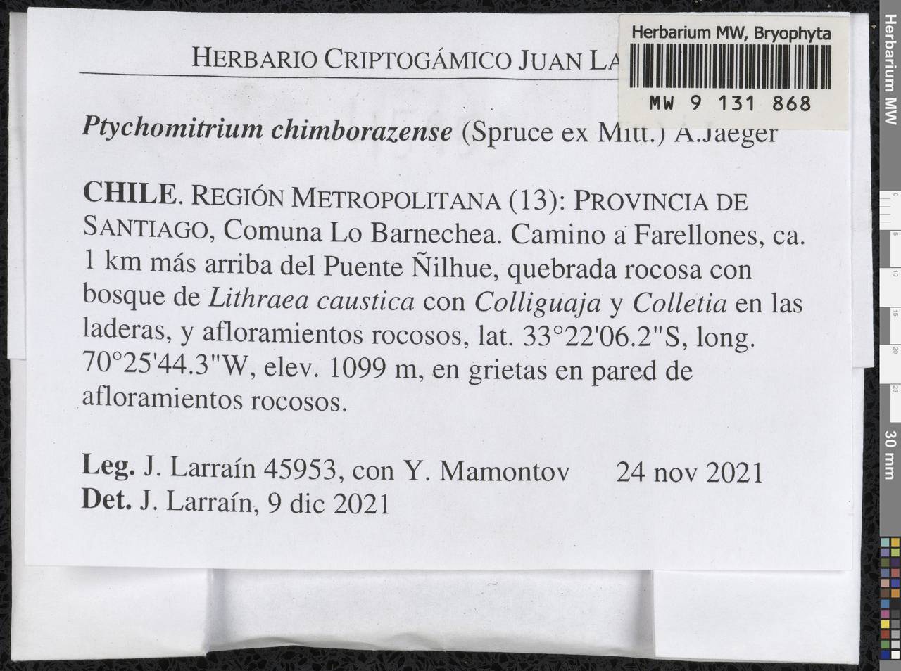 Ptychomitrium orthotrichoides (Gillies ex Grev.) D.G. Long, Bryophytes, Bryophytes - America (BAm) (Chile)