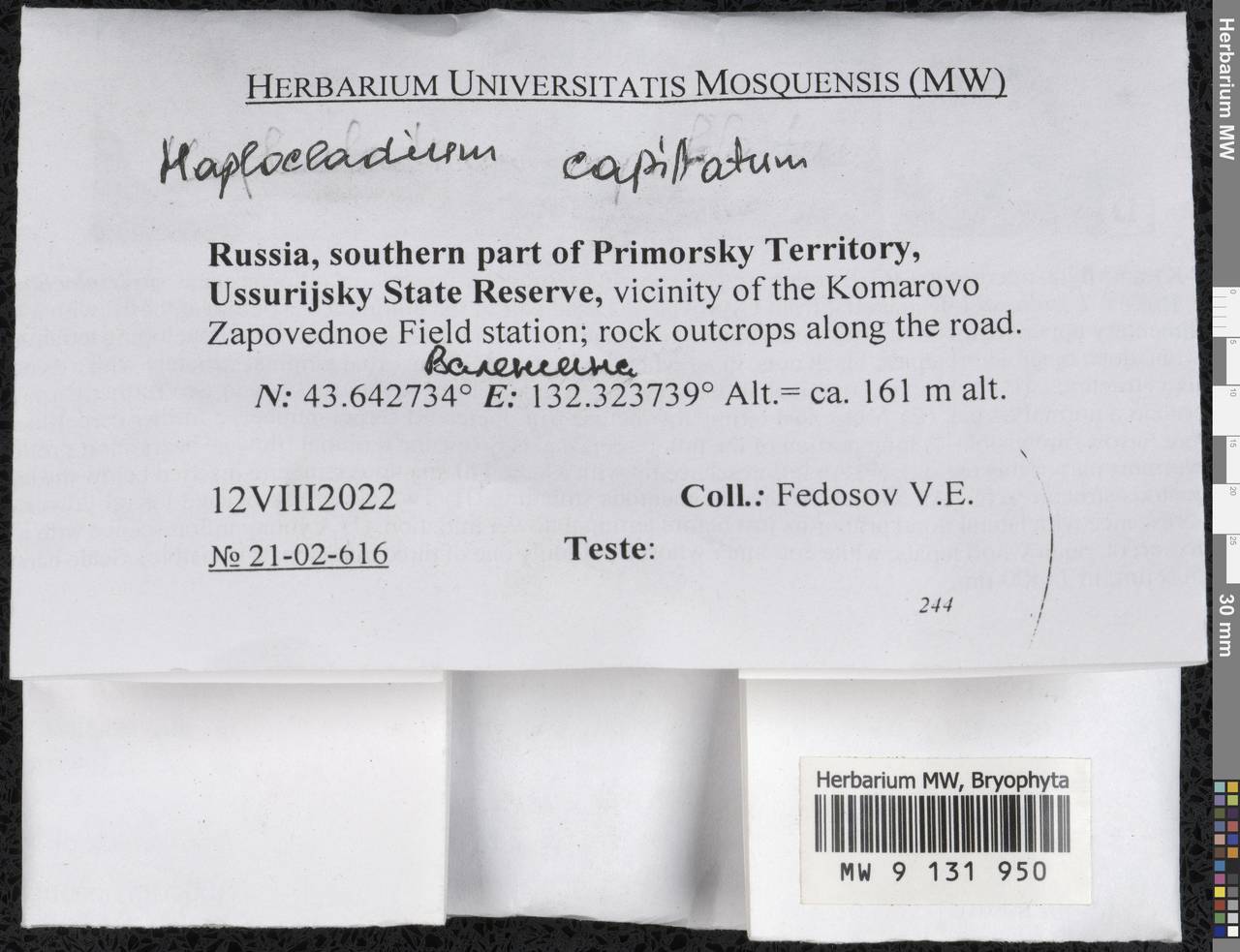 Haplocladium microphyllum (Sw. ex Hedw.) Broth., Bryophytes, Bryophytes - Russian Far East (excl. Chukotka & Kamchatka) (B20) (Russia)