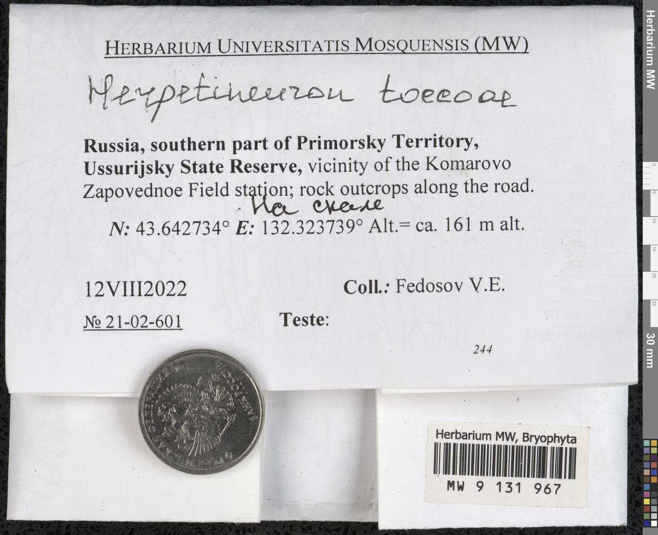 Herpetineuron toccoae (Sull. & Lesq.) Cardot, Bryophytes, Bryophytes - Russian Far East (excl. Chukotka & Kamchatka) (B20) (Russia)