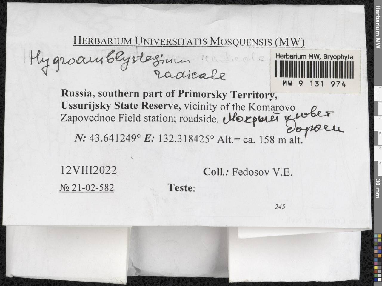 Pseudocampylium radicale (P. Beauv.) Vanderp. & Hedenäs, Bryophytes, Bryophytes - Russian Far East (excl. Chukotka & Kamchatka) (B20) (Russia)