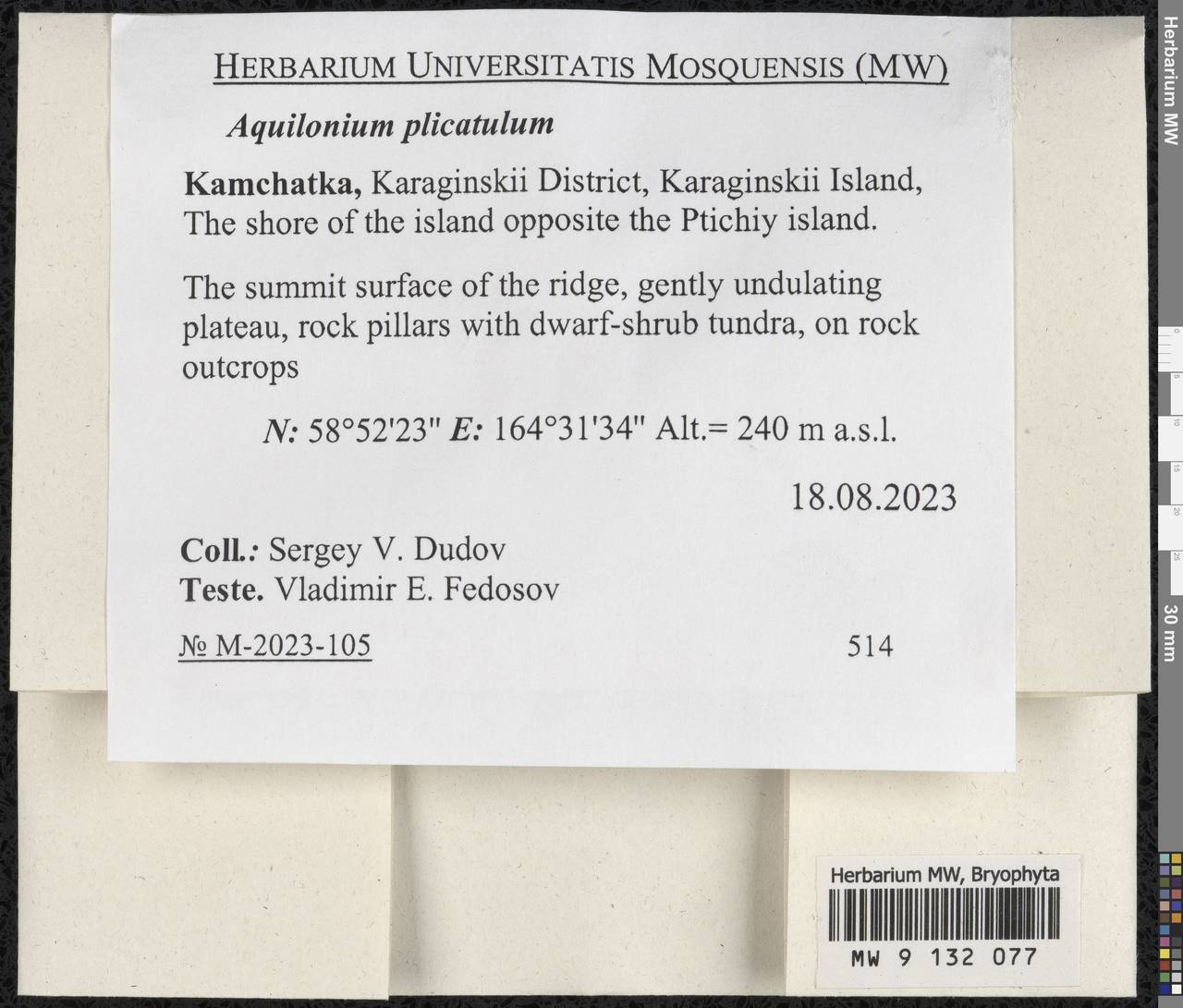 Aquilonium plicatulum (Lindb.) Hedenäs, Schlesak & D. Quandt, Bryophytes, Bryophytes - Chukotka & Kamchatka (B21) (Russia)