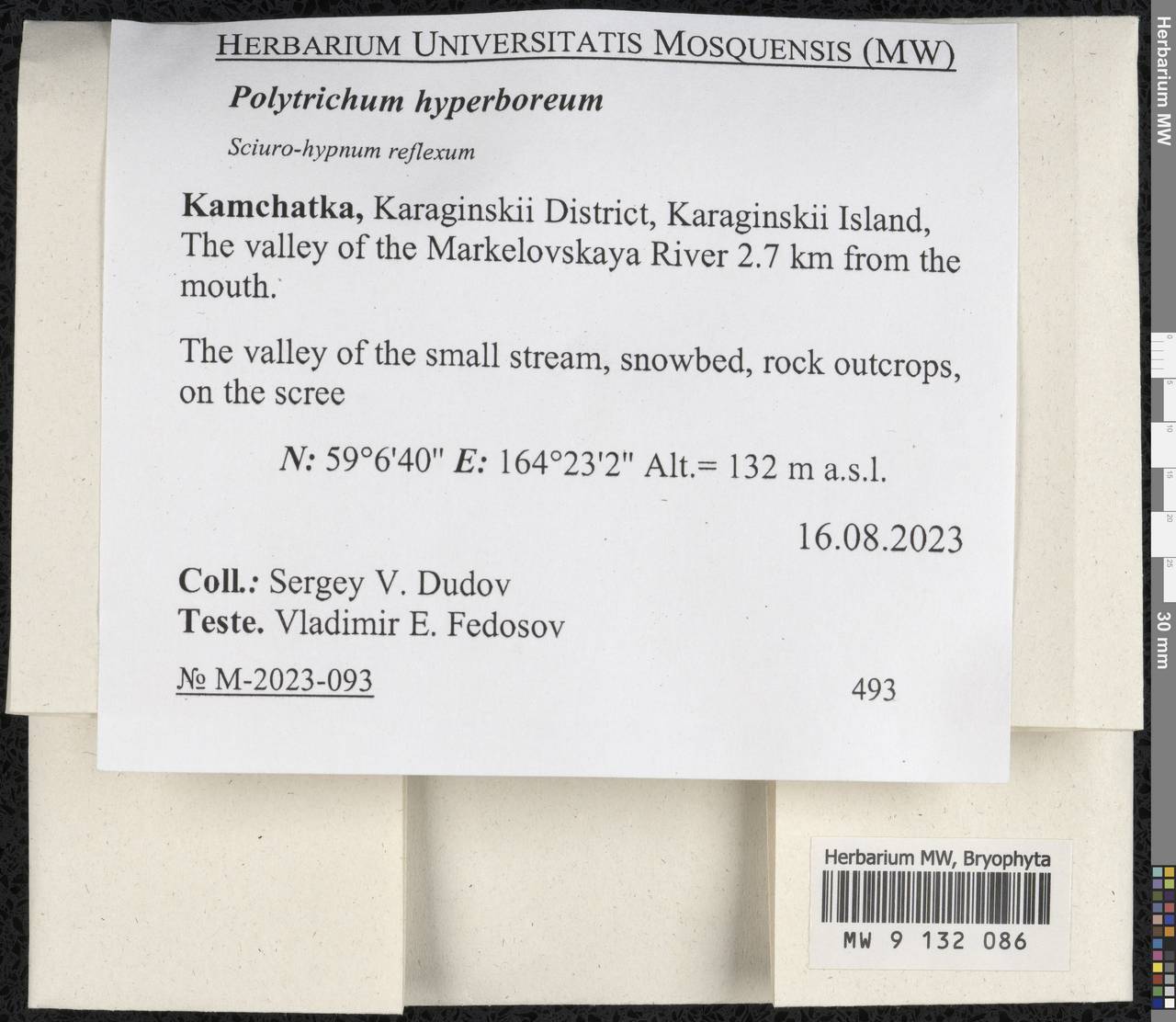 Polytrichum hyperboreum R. Br., Bryophytes, Bryophytes - Chukotka & Kamchatka (B21) (Russia)