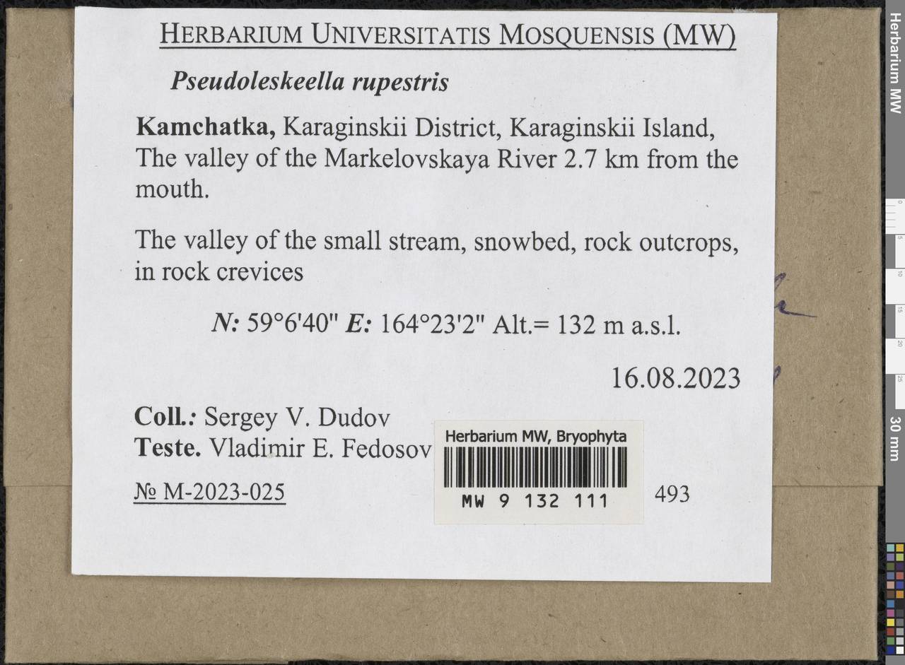 Pseudoleskeella rupestris (Berggr.) Hedenäs & L. Söderstr., Bryophytes, Bryophytes - Chukotka & Kamchatka (B21) (Russia)