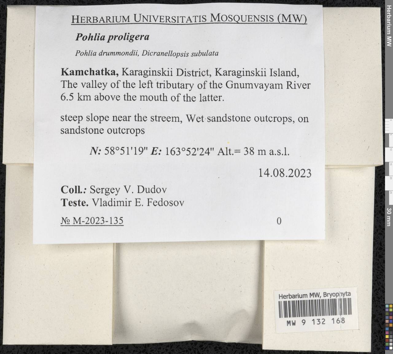 Pohlia proligera (Kindb. ex Breidl.) Lindb. ex Arnell, Bryophytes, Bryophytes - Chukotka & Kamchatka (B21) (Russia)