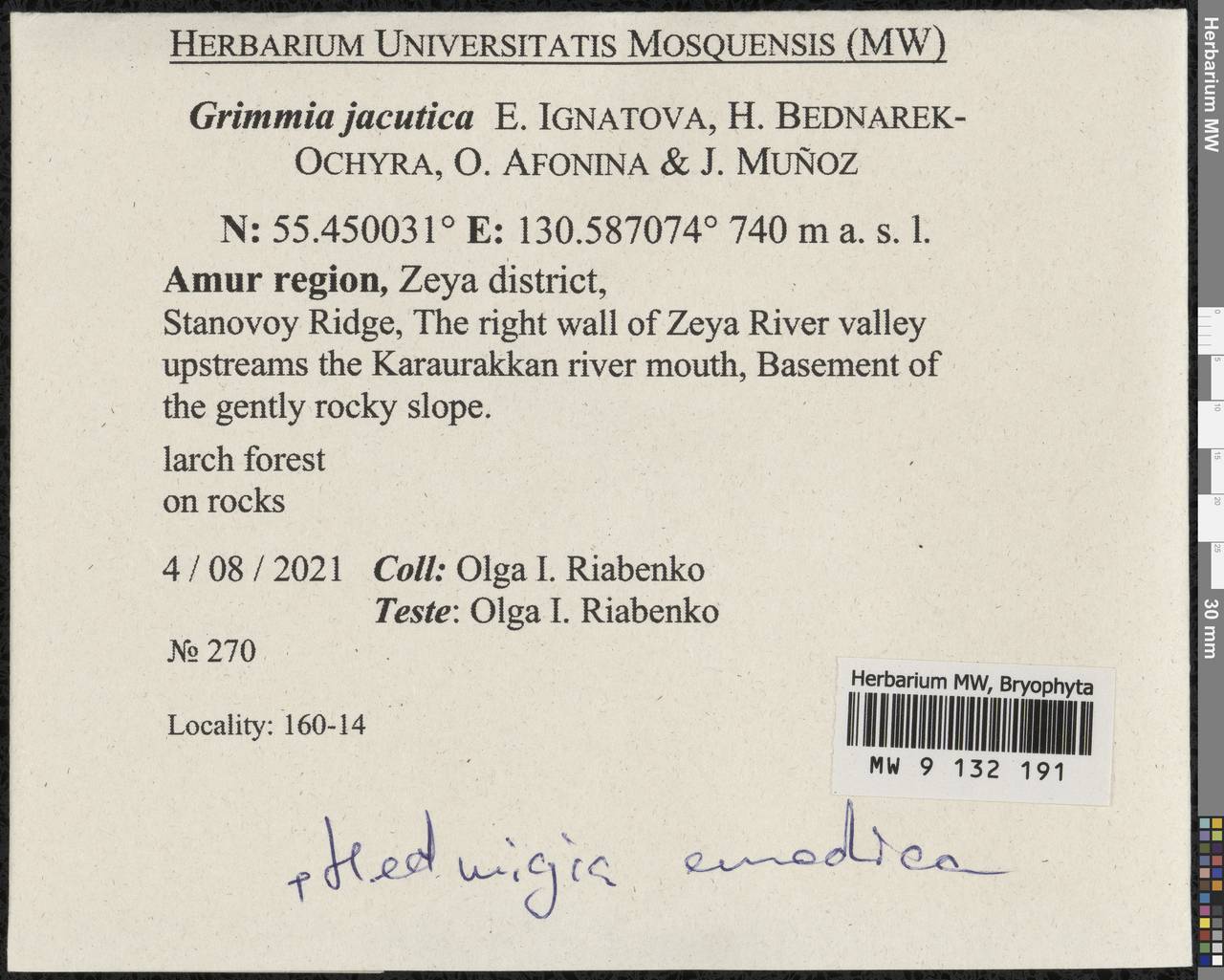 Grimmia jacutica Ignatova, Bedn.-Ochyra, Afonina & J. Muñoz, Bryophytes, Bryophytes - Russian Far East (excl. Chukotka & Kamchatka) (B20) (Russia)
