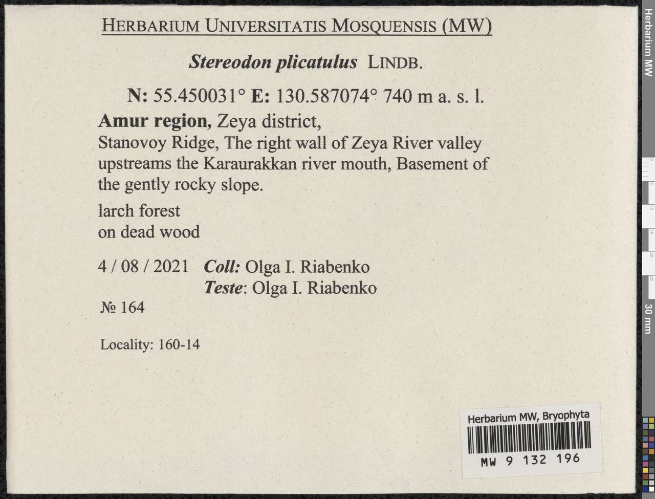 Aquilonium plicatulum (Lindb.) Hedenäs, Schlesak & D. Quandt, Bryophytes, Bryophytes - Russian Far East (excl. Chukotka & Kamchatka) (B20) (Russia)