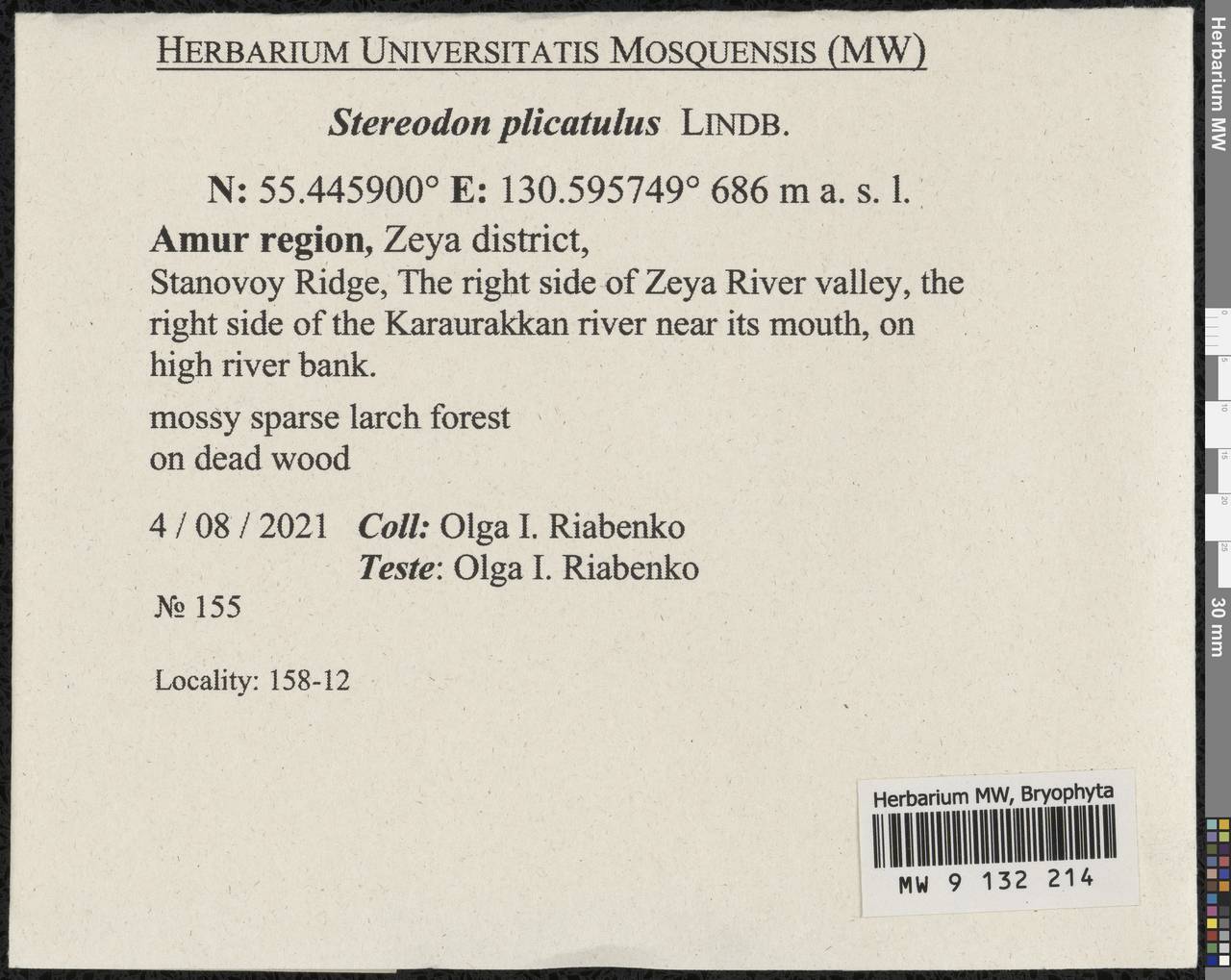 Aquilonium plicatulum (Lindb.) Hedenäs, Schlesak & D. Quandt, Bryophytes, Bryophytes - Russian Far East (excl. Chukotka & Kamchatka) (B20) (Russia)