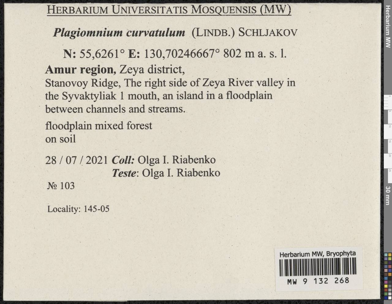 Plagiomnium curvatulum (Lindb.) Schljakov, Bryophytes, Bryophytes - Russian Far East (excl. Chukotka & Kamchatka) (B20) (Russia)