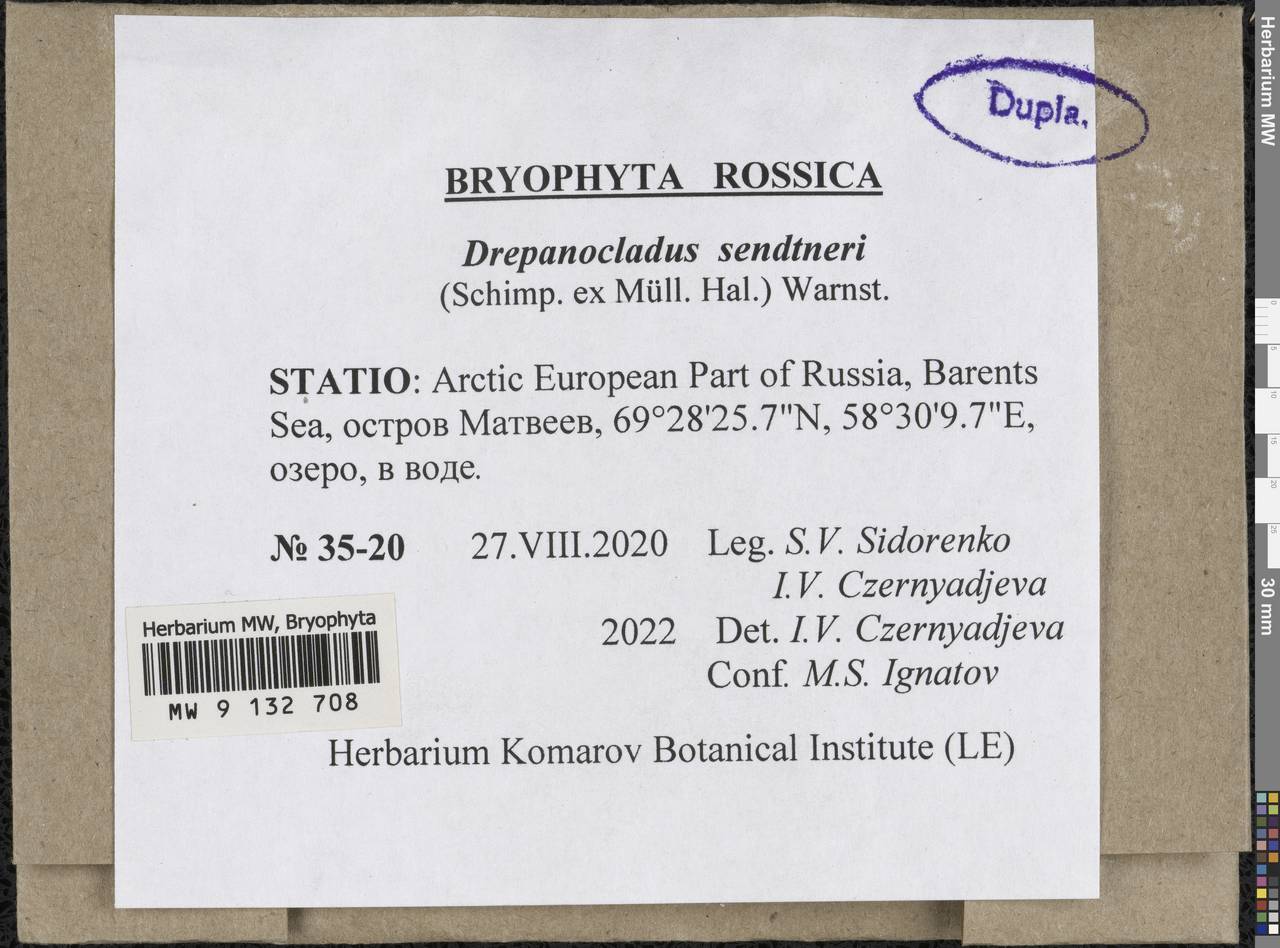 Drepanocladus sendtneri (Schimp. ex H. Müll.) Warnst., Bryophytes, Bryophytes - European North East (B7) (Russia)