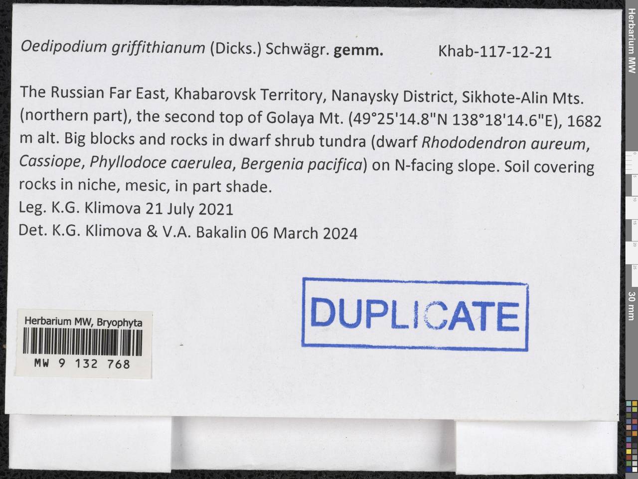 Oedipodium griffithianum (Dicks.) Schwägr., Bryophytes, Bryophytes - Russian Far East (excl. Chukotka & Kamchatka) (B20) (Russia)