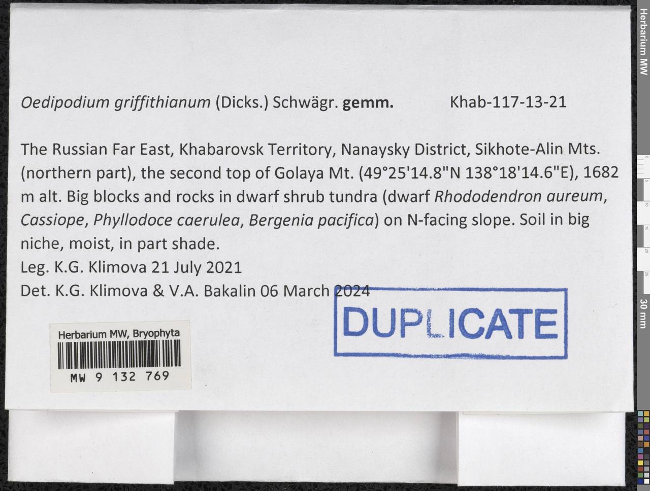 Oedipodium griffithianum (Dicks.) Schwägr., Bryophytes, Bryophytes - Russian Far East (excl. Chukotka & Kamchatka) (B20) (Russia)