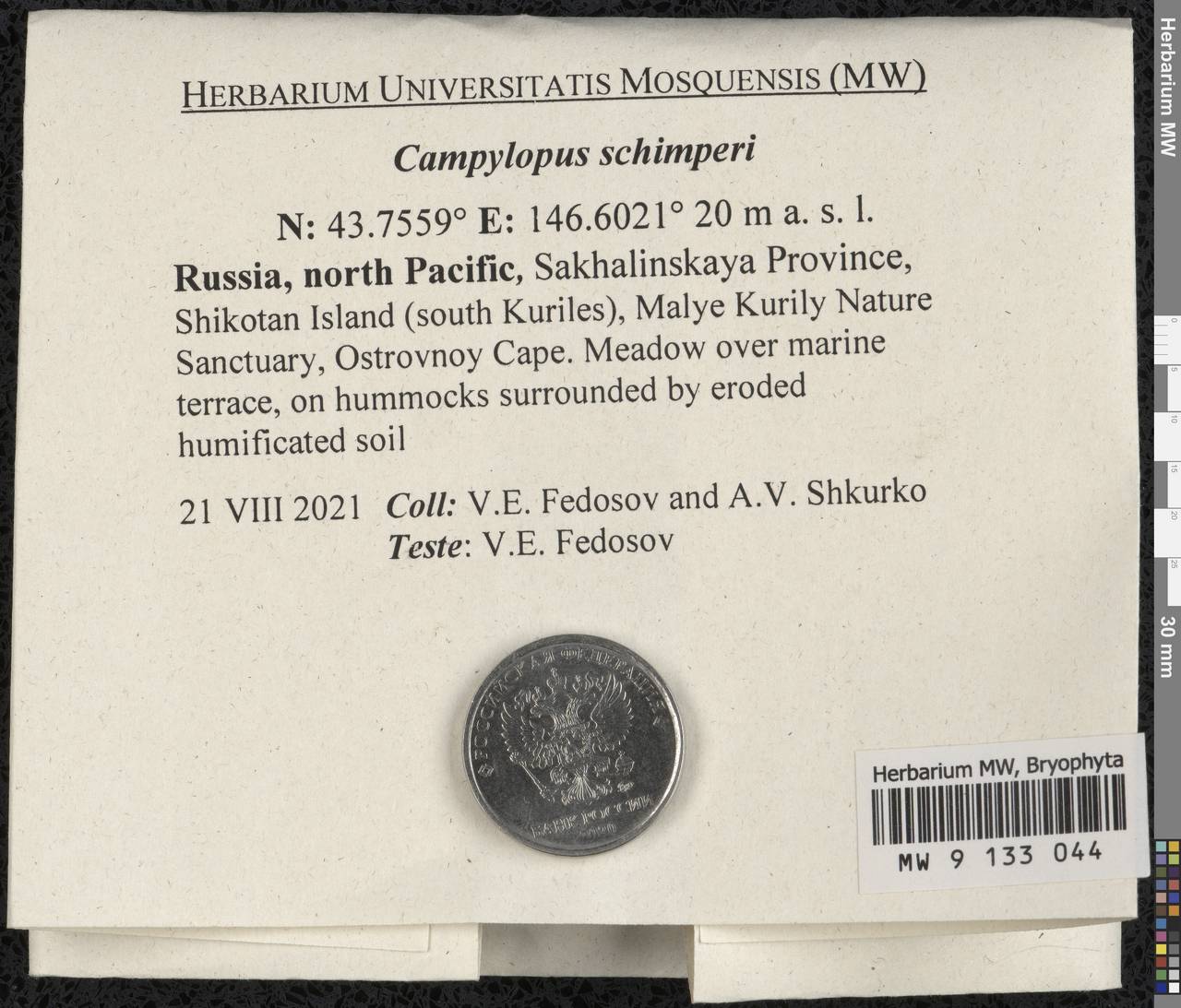 Campylopus schimperi Milde, Bryophytes, Bryophytes - Russian Far East (excl. Chukotka & Kamchatka) (B20) (Russia)