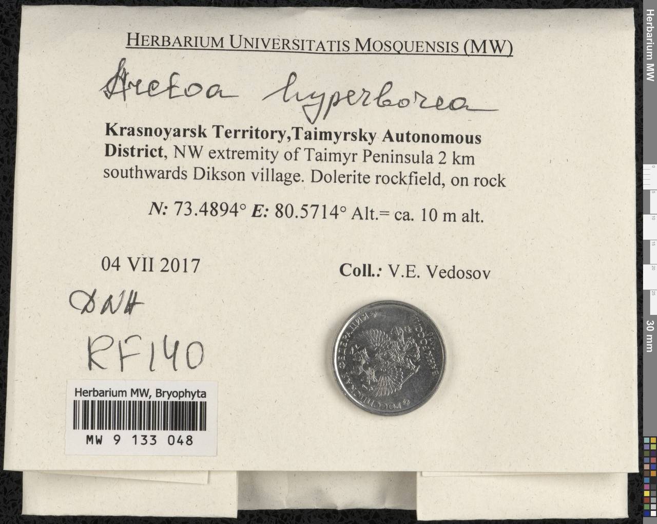 Arctoa hyperborea (Gunnerus ex Dicks.) Bruch & Schimp., Bryophytes, Bryophytes - Krasnoyarsk Krai, Tyva & Khakassia (B17) (Russia)