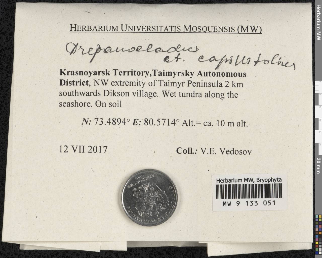 Drepanocladus capillifolius (Warnst.) Warnst., Bryophytes, Bryophytes - Krasnoyarsk Krai, Tyva & Khakassia (B17) (Russia)
