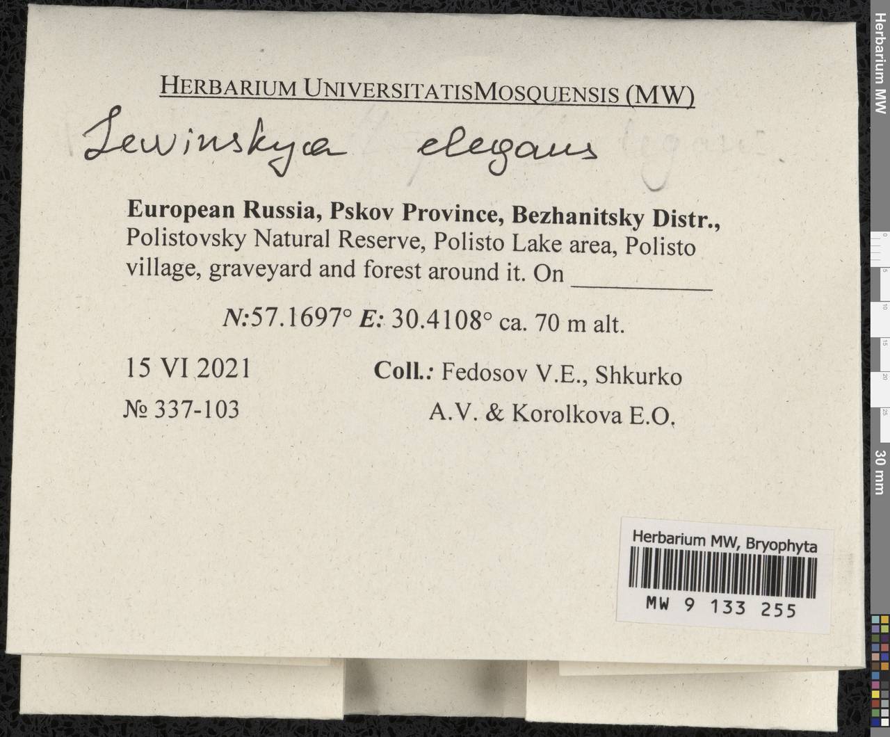 Lewinskya elegans (Schwägr. ex Hook. & Grev.) F. Lara, Garilleti & Goffinet, Bryophytes, Bryophytes - Novgorod & Pskov Oblasts (B5) (Russia)