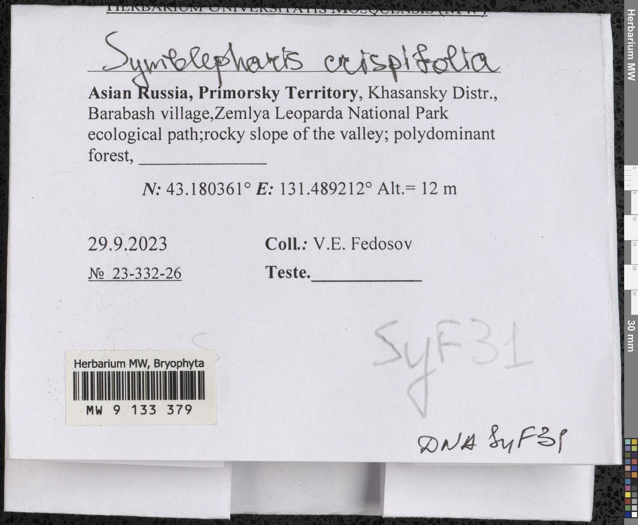 Symblepharis crispifolia (Mitt.) Fedosov, M. Stech & Ignatov, Bryophytes, Bryophytes - Russian Far East (excl. Chukotka & Kamchatka) (B20) (Russia)