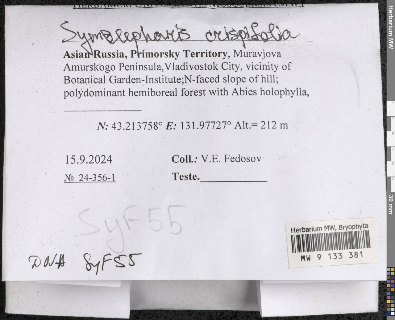 Symblepharis crispifolia (Mitt.) Fedosov, M. Stech & Ignatov, Bryophytes, Bryophytes - Russian Far East (excl. Chukotka & Kamchatka) (B20) (Russia)