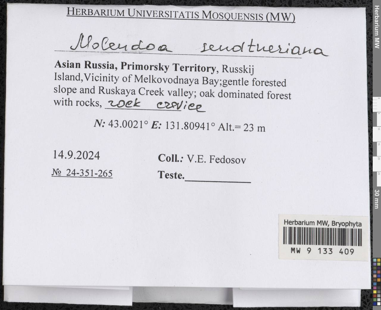 Molendoa sendtneriana (Bruch & Schimp.) Limpr., Bryophytes, Bryophytes - Russian Far East (excl. Chukotka & Kamchatka) (B20) (Russia)