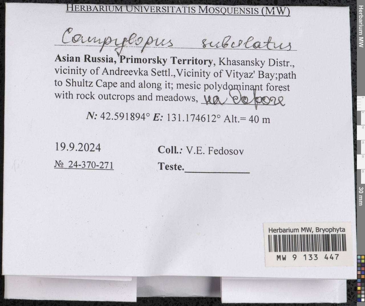 Campylopus subulatus Schimp. ex Milde, Bryophytes, Bryophytes - Russian Far East (excl. Chukotka & Kamchatka) (B20) (Russia)