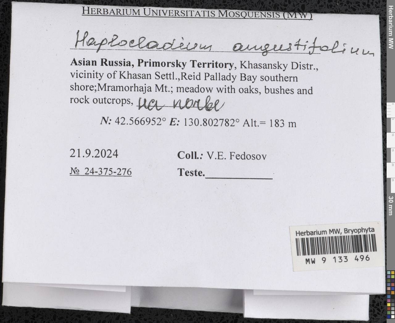 Haplocladium angustifolium (Hampe & Müll. Hal.) Broth., Bryophytes, Bryophytes - Russian Far East (excl. Chukotka & Kamchatka) (B20) (Russia)