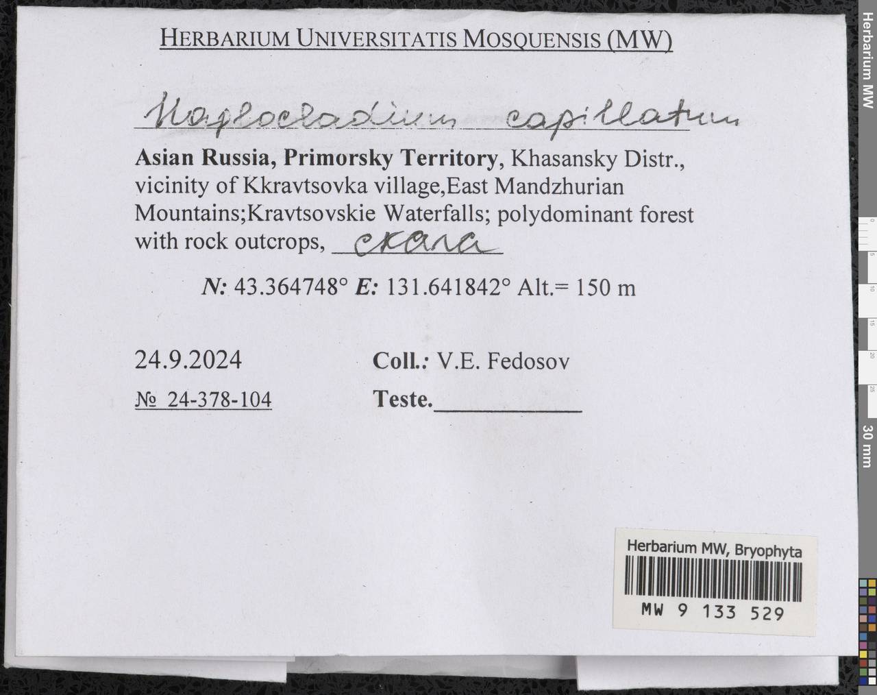 Haplocladium microphyllum (Sw. ex Hedw.) Müll. Hal., Bryophytes, Bryophytes - Russian Far East (excl. Chukotka & Kamchatka) (B20) (Russia)