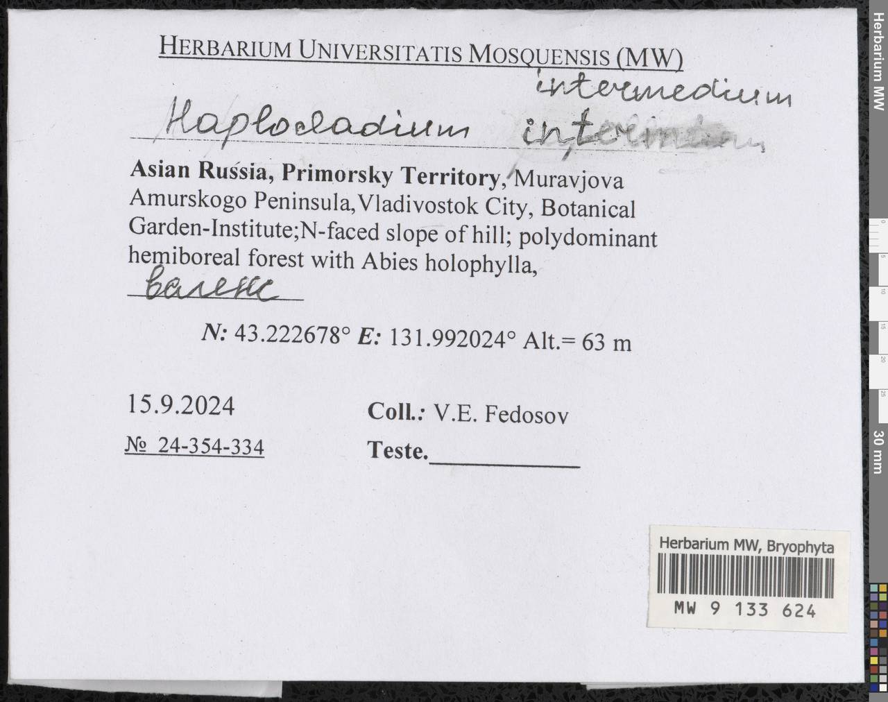 Haplocladium microphyllum (Sw. ex Hedw.) Müll. Hal., Bryophytes, Bryophytes - Russian Far East (excl. Chukotka & Kamchatka) (B20) (Russia)