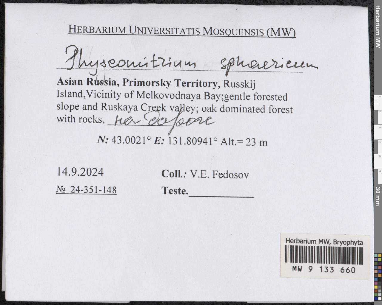 Physcomitrium sphaericum (C. Ludw.) Brid., Bryophytes, Bryophytes - Russian Far East (excl. Chukotka & Kamchatka) (B20) (Russia)