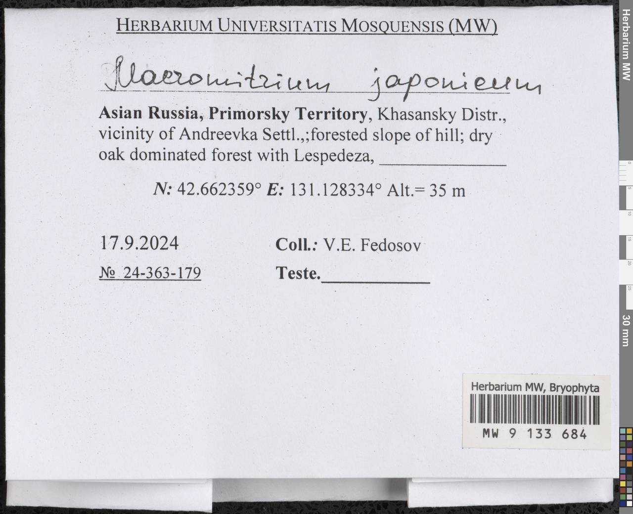 Macromitrium japonicum Dozy & Molk., Bryophytes, Bryophytes - Russian Far East (excl. Chukotka & Kamchatka) (B20) (Russia)