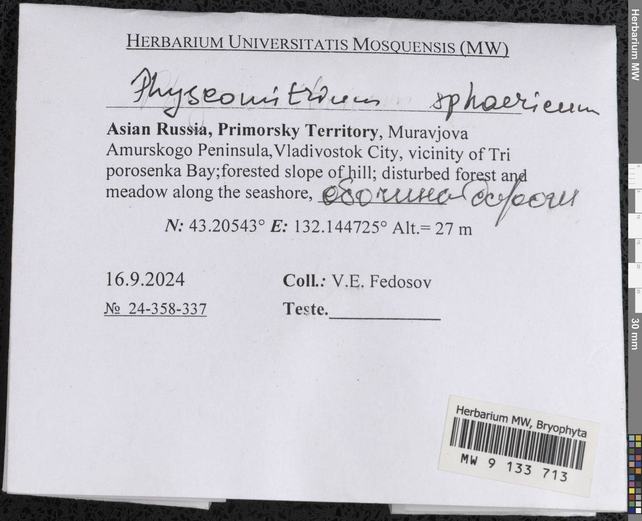 Physcomitrium sphaericum (C. Ludw.) Brid., Bryophytes, Bryophytes - Russian Far East (excl. Chukotka & Kamchatka) (B20) (Russia)