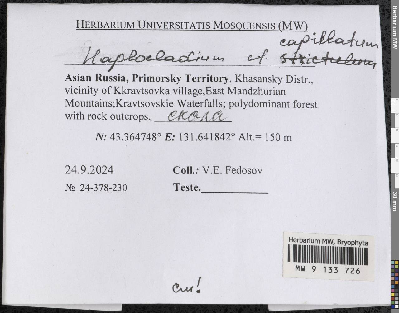 Haplocladium microphyllum (Sw. ex Hedw.) Müll. Hal., Bryophytes, Bryophytes - Russian Far East (excl. Chukotka & Kamchatka) (B20) (Russia)