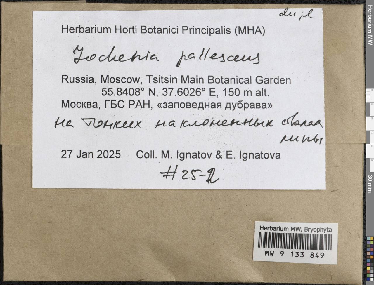 Jochenia pallescens (Hedw.) Hedenäs, Schlesak & D. Quandt, Bryophytes, Bryophytes - Middle Russia (B6) (Russia)