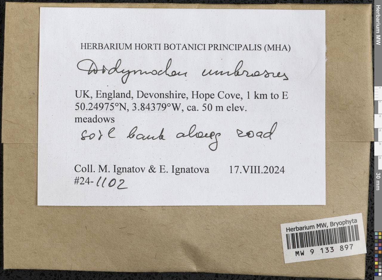 Trichostomopsis umbrosa (Müll. Hal.) H. Rob., Bryophytes, Bryophytes - Western Europe (BEu) (United Kingdom)