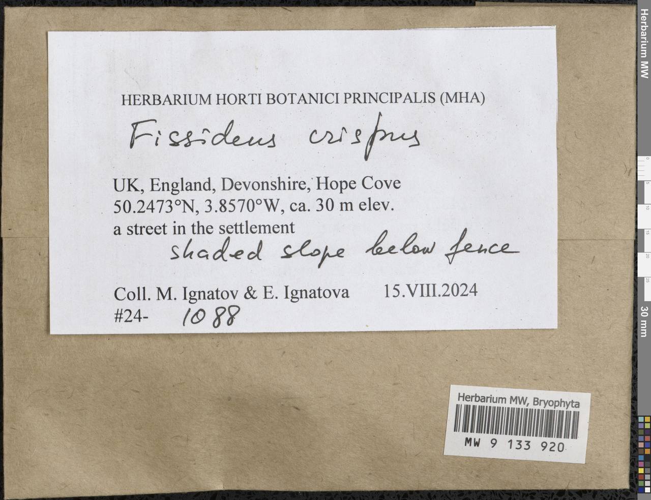 Fissidens crispus Mont., Bryophytes, Bryophytes - Western Europe (BEu) (United Kingdom)