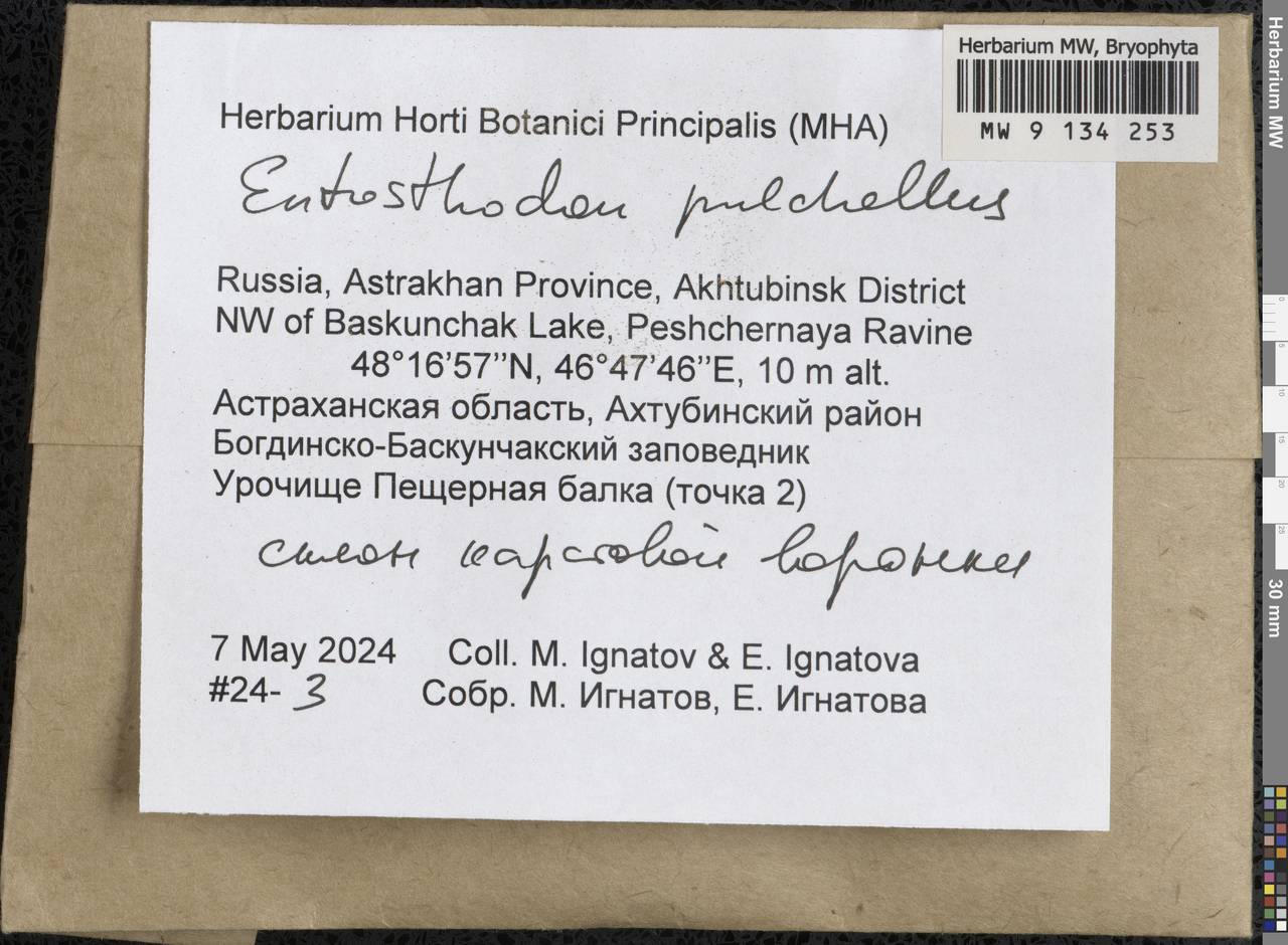 Entosthodon pulchellus (H. Philib.) Brugués, Bryophytes, Bryophytes - Lower Don & Lower Volga (B11) (Russia)