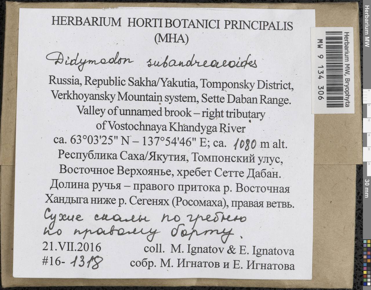 Didymodon subandreaeoides (Kindb.) R.H. Zander, Bryophytes, Bryophytes - Yakutia (B19) (Russia)