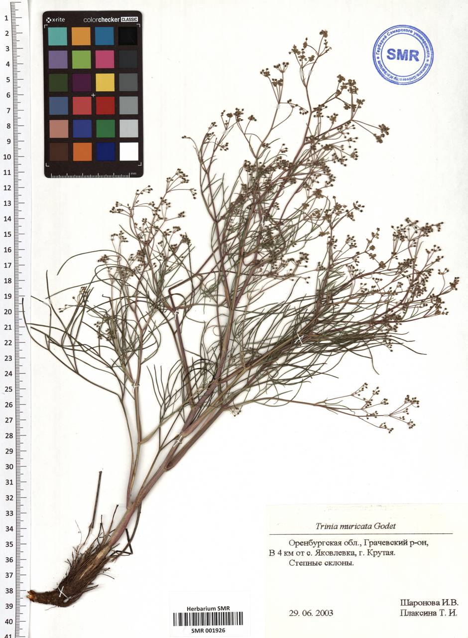 Trinia muricata Godet, Eastern Europe, Eastern region (E10) (Russia)