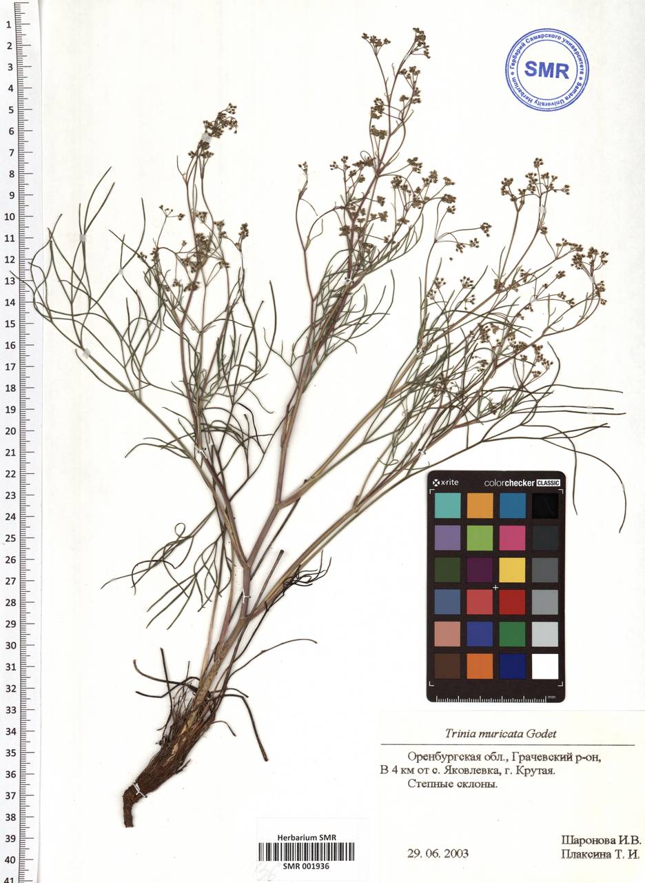 Trinia muricata Godet, Eastern Europe, Eastern region (E10) (Russia)